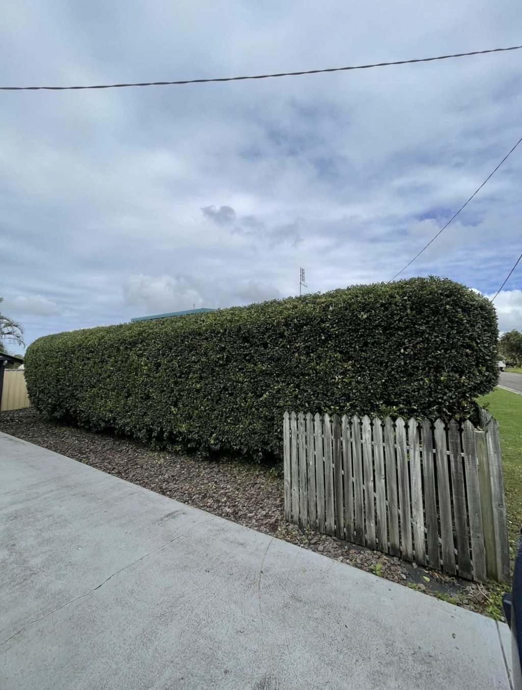 Before tall overgrown front hedge